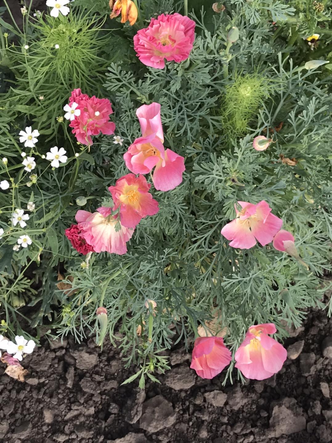 Purple Ridge Farm | Airdrie AB