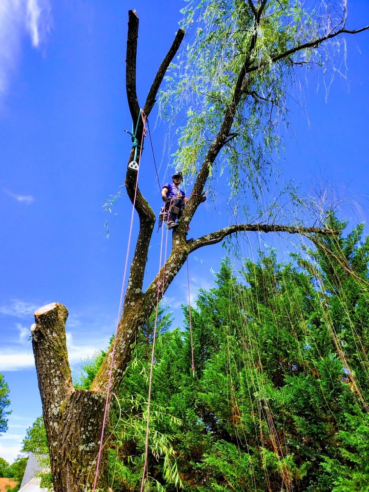 Timbermen Services