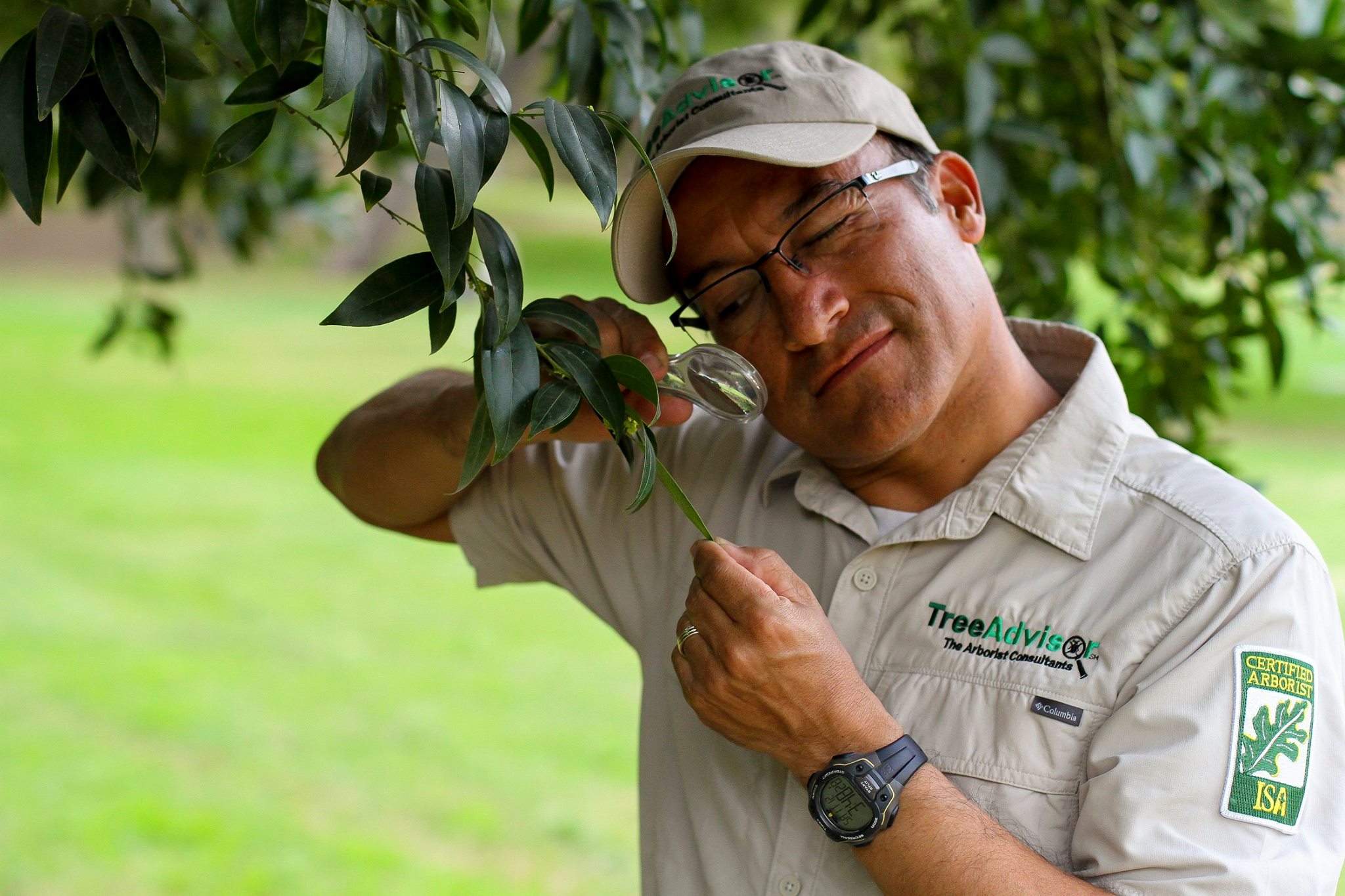TreeAdvisor