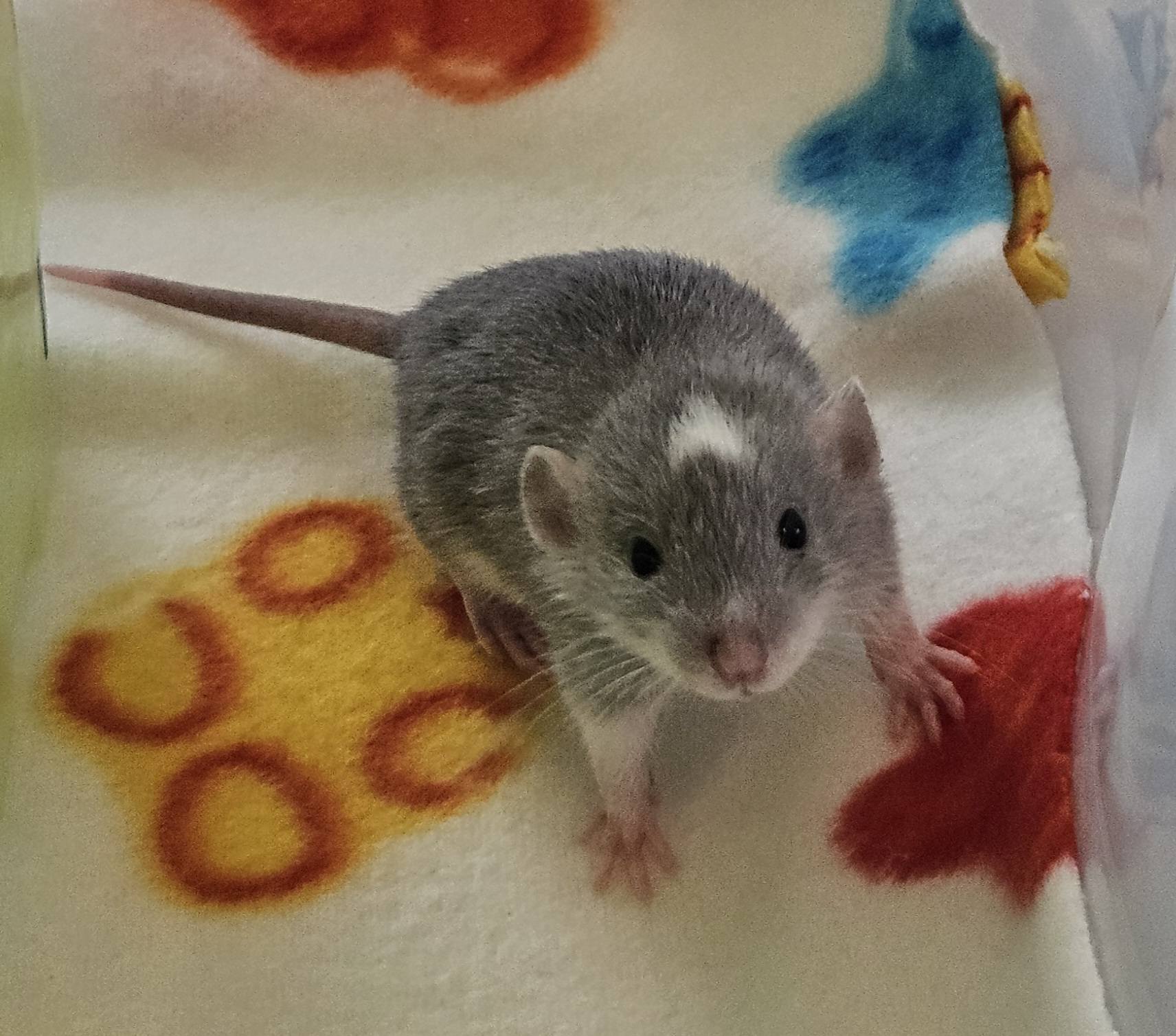 Jenni's Mischief Rattery | Brunswick OH