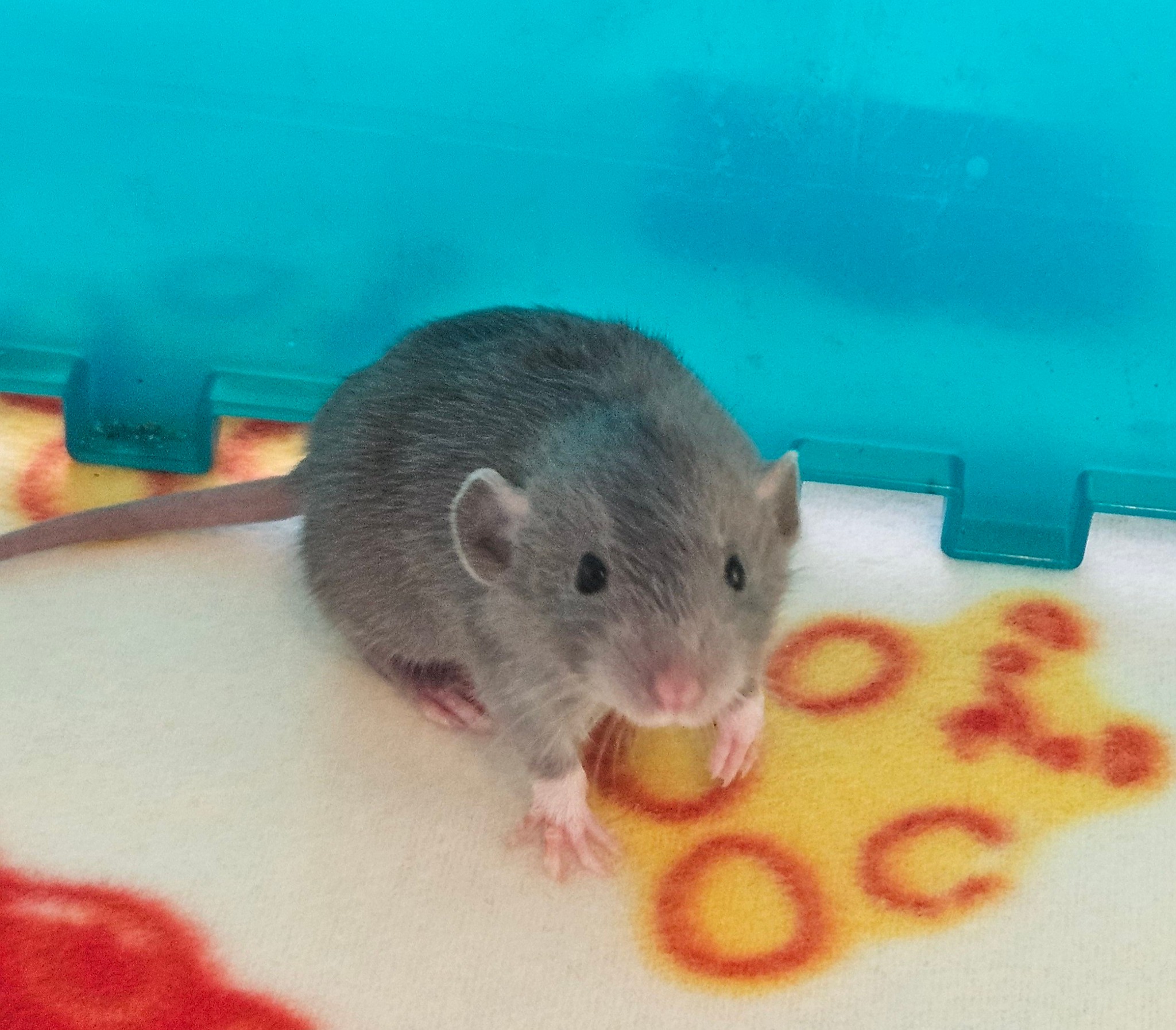 Jenni's Mischief Rattery | Brunswick OH
