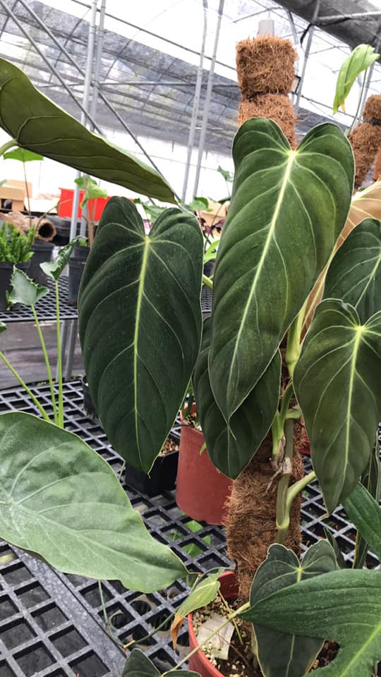 絨葉蔓綠絨philodendron Melanochrysum Taiwan Orchid Fern 植物選貨 Facebook