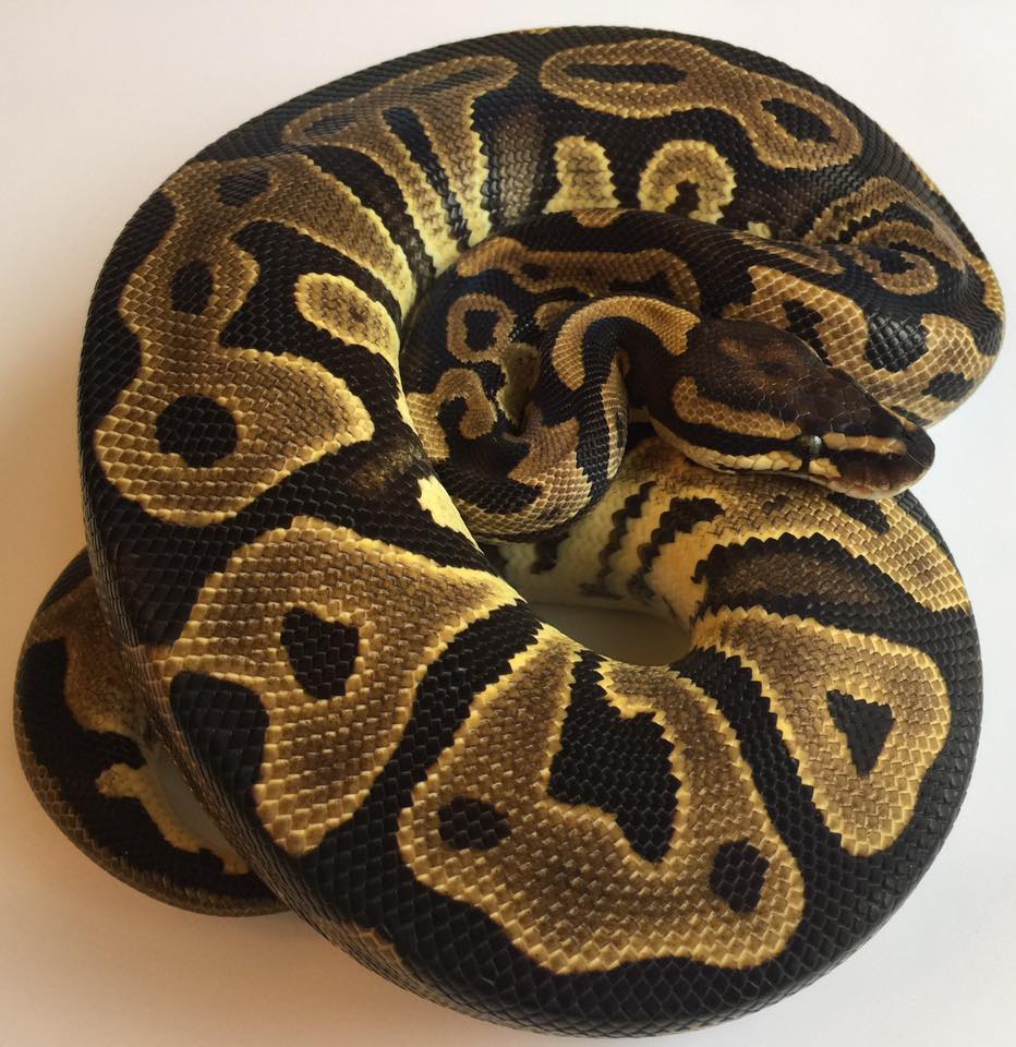 Mammoth Ball Pythons | Jacksonville FL