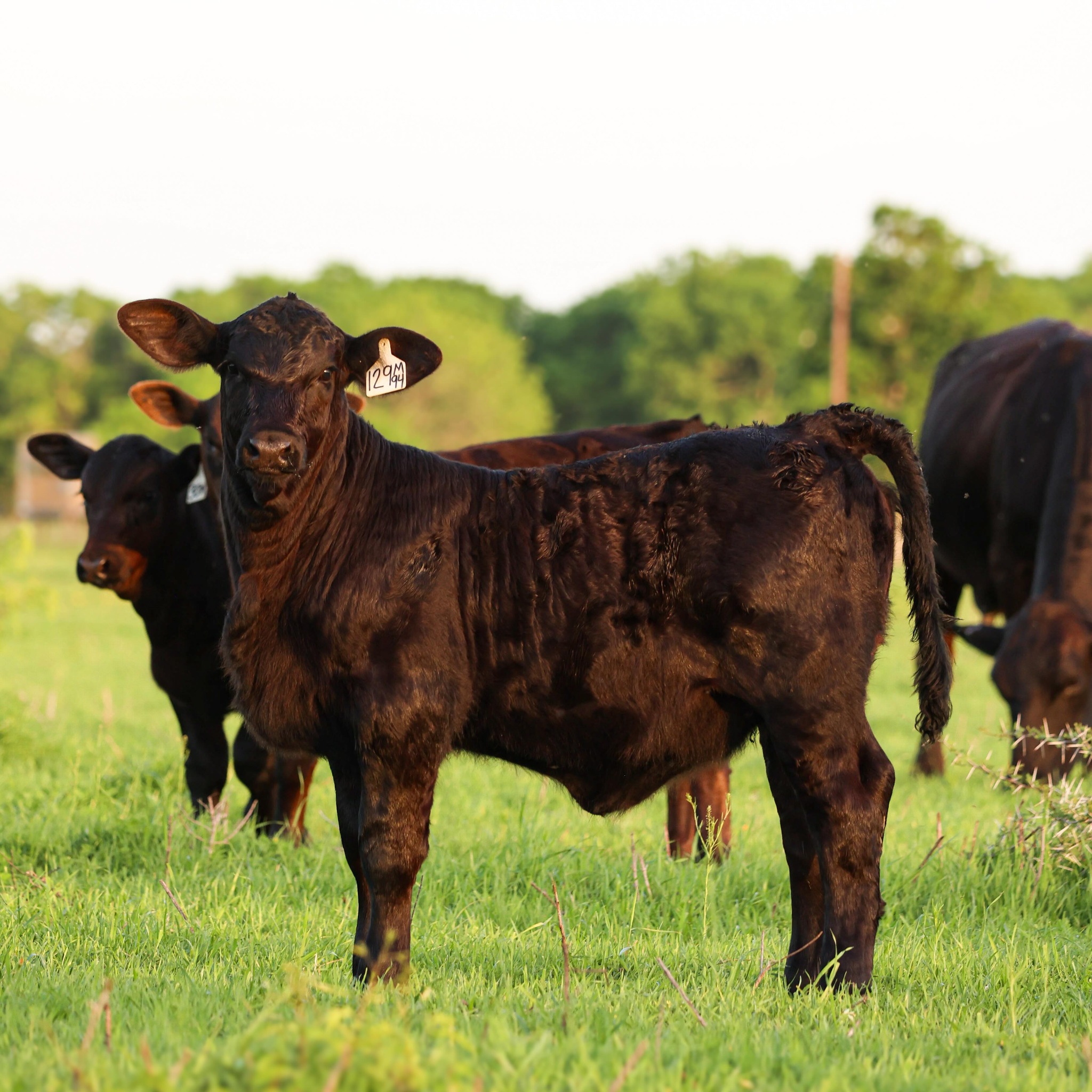 Tuna Rosa Ranch | Gonzales TX