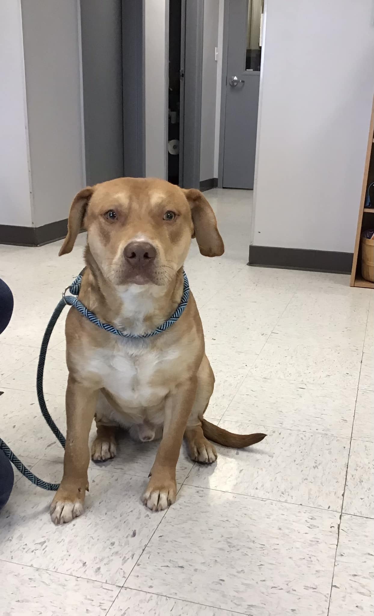 Beltrami County Sheriff's Office seeks owner of found dog