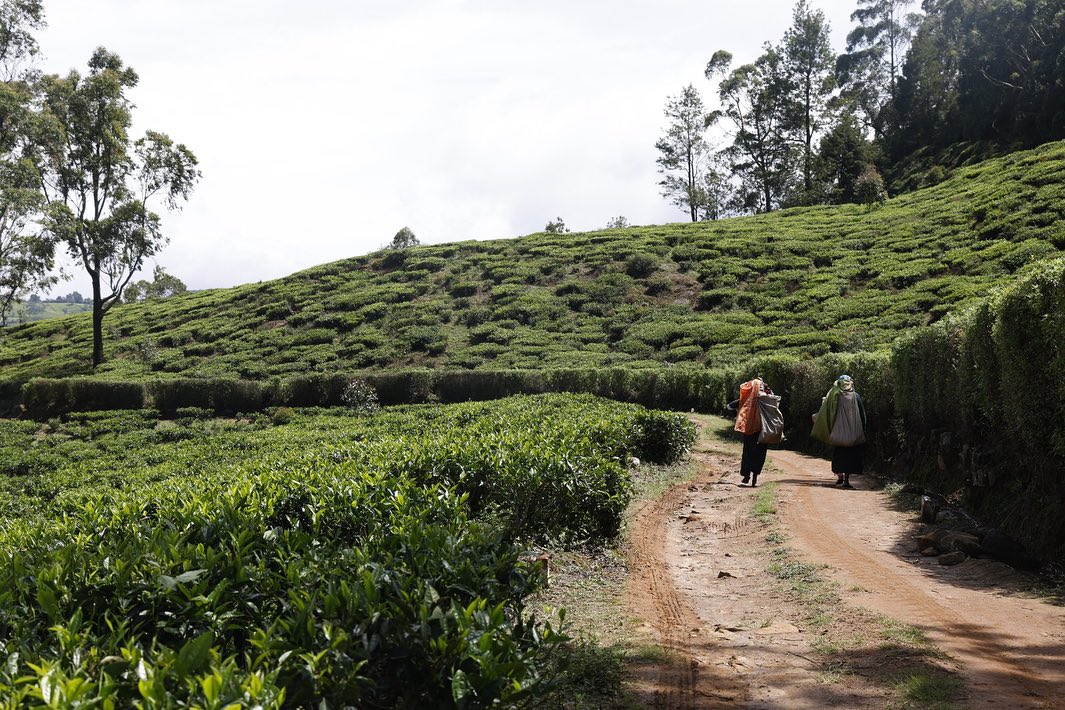 Tea Leaf Trust | Maskeliya