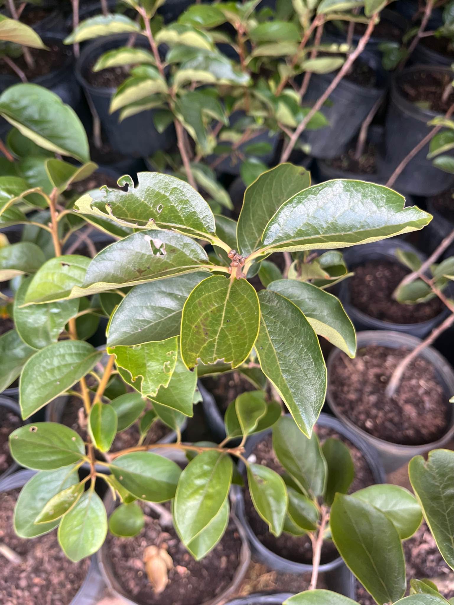 Fuyu persimmon tree 2-3 feet tall $40 each visit 1801 yorkmont road ...