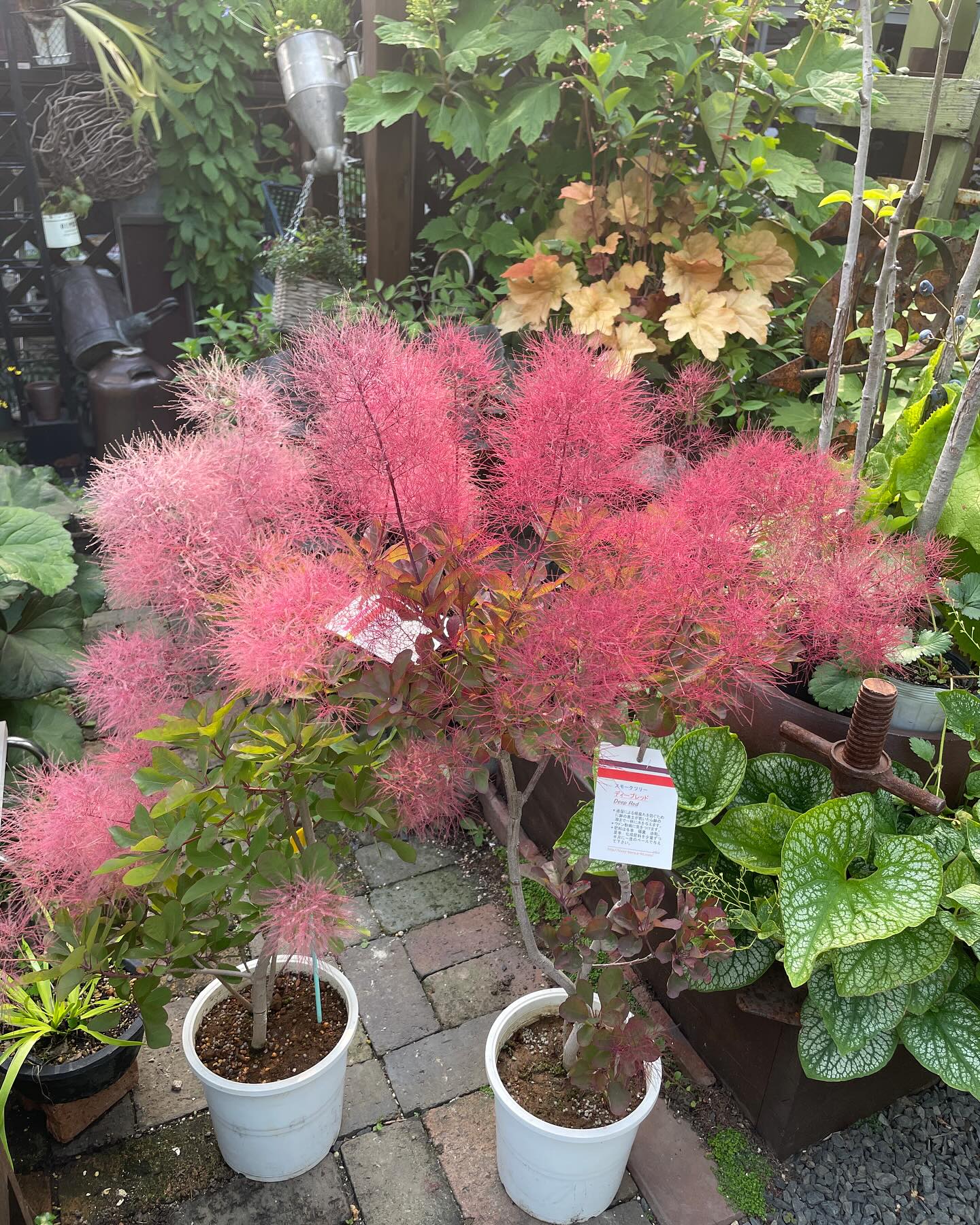 赤花のスモークツリー2種入荷しました！ #スモークツリーピュアレッド