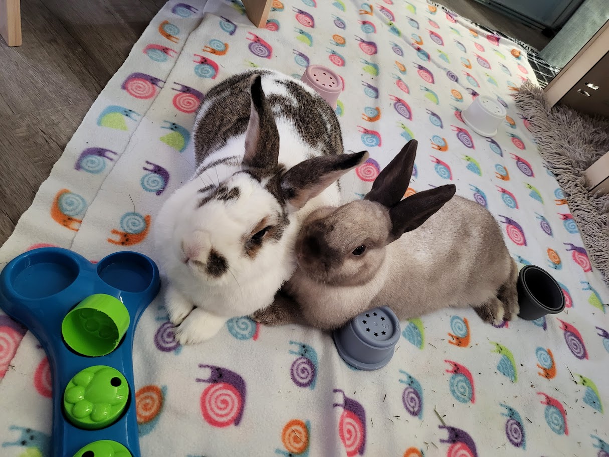 East Bay Rabbit Rescue | Livermore CA