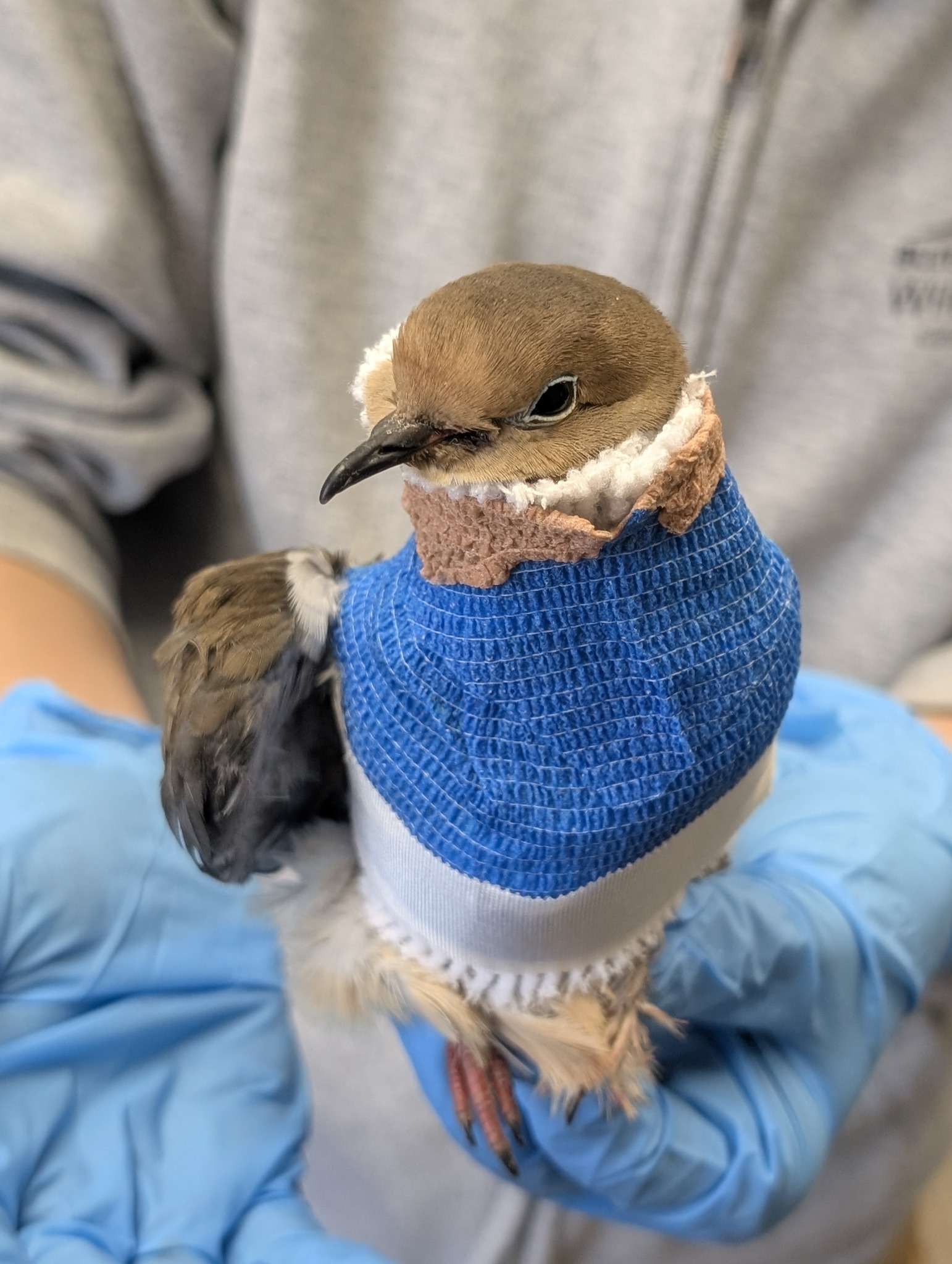 This Mourning Dove was... - Blue Ridge Wildlife Center | Facebook