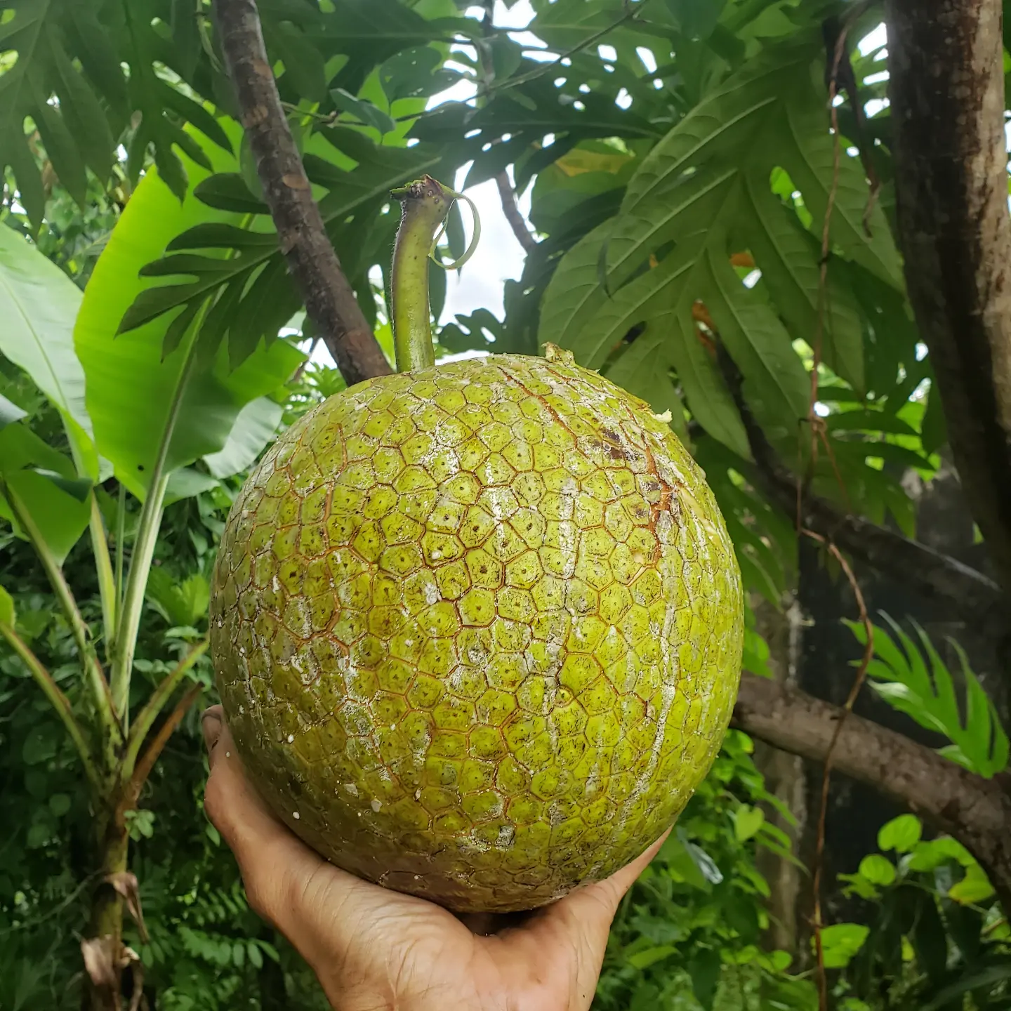 Delicious breadfruit tree with green fruit