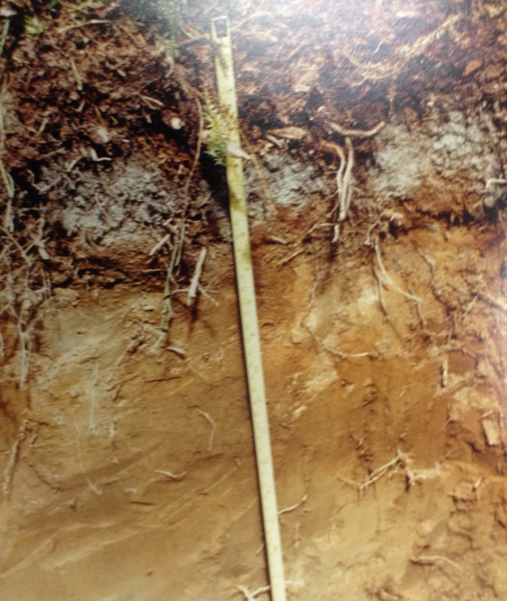 Volcanic ash makes soil fertile over time