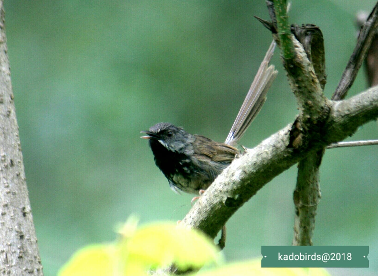 #jswnpbirds:... - Jigme Singye Wangchuck National Park | Facebook