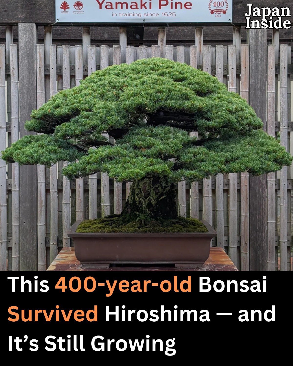 Japan - Ancient Hiroshima survivor bonsai thrives in Washington as