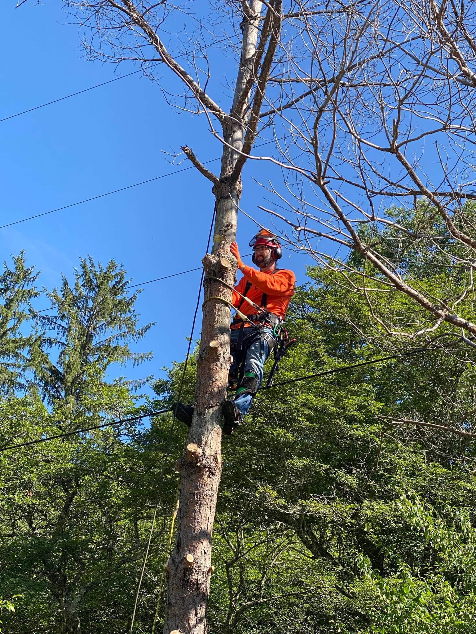 KG Tree Service - Karl Guy | Delhi NY