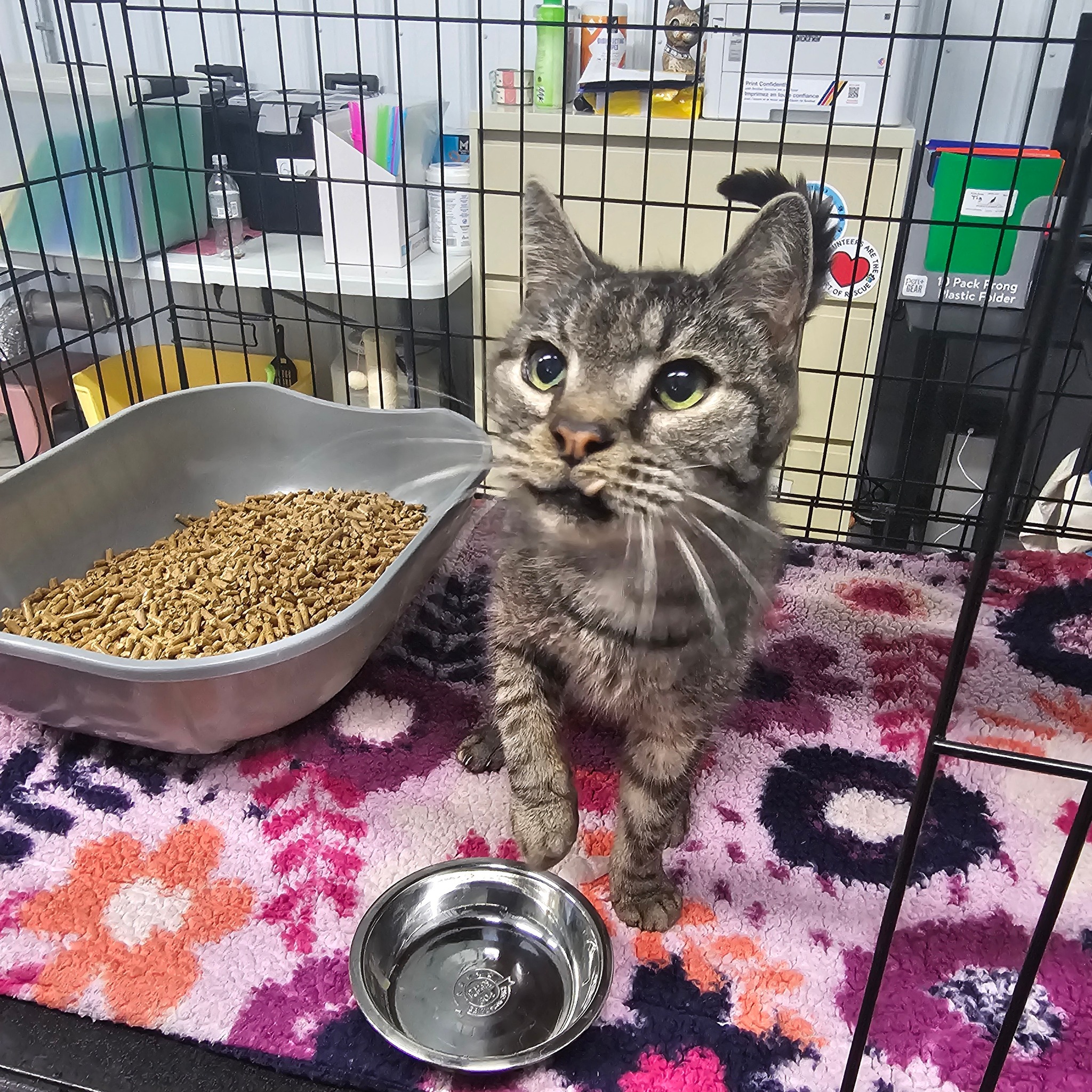 Working with a reactive cat ️‍🩹 | By Cat Trap Fever of Ionia County ...