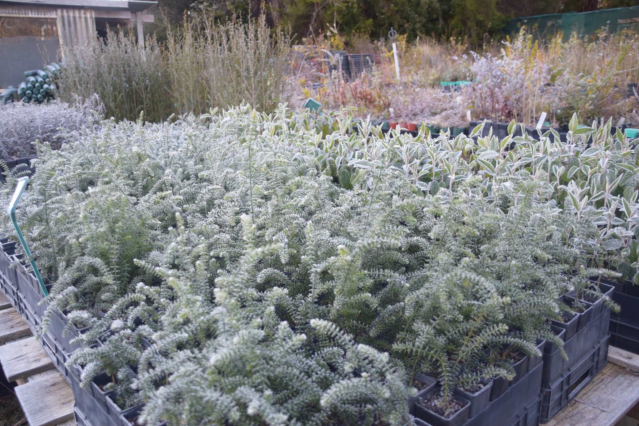 Oldina Nursery | Oldina TAS