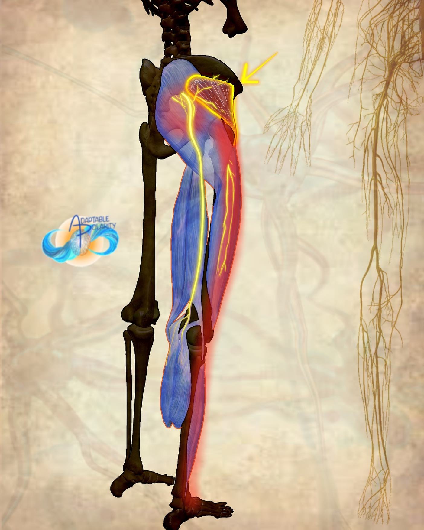 Pain patterns. Is it sciatica? Yours?... - Adaptable Polarity