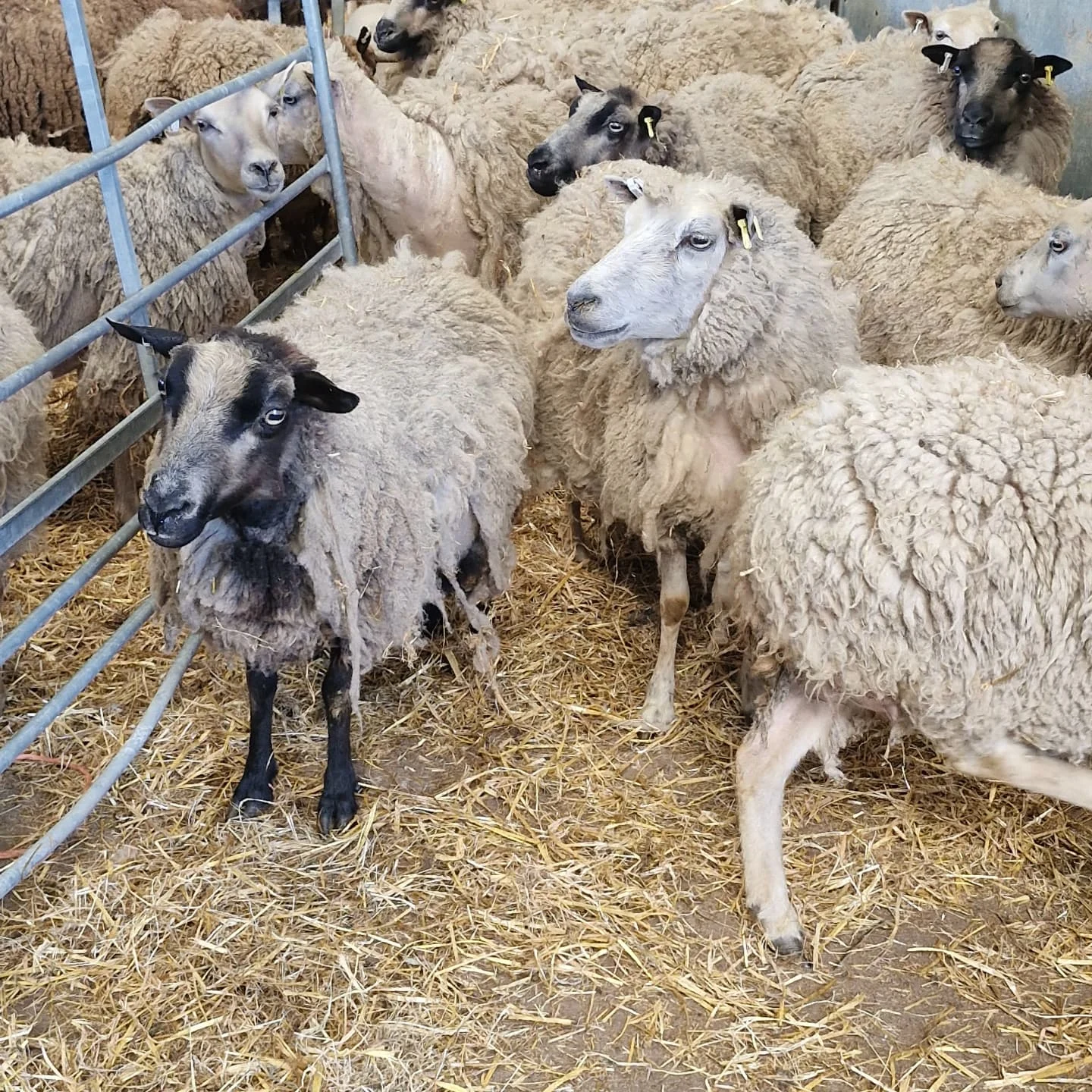 Whaddon Grove Farm | Trowbridge