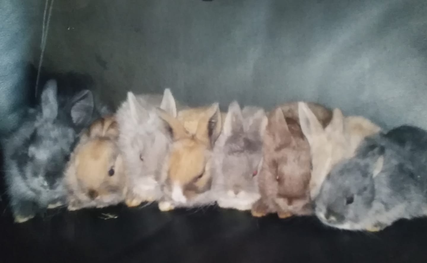 Noordhoek Bunny Rescue added a... - Noordhoek Bunny Rescue