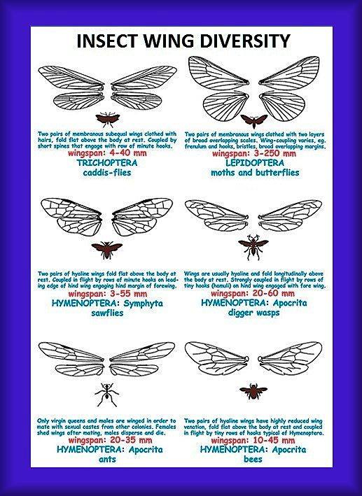 Natural History Desktop - Insect wing diversity felt-tipped pen line ...
