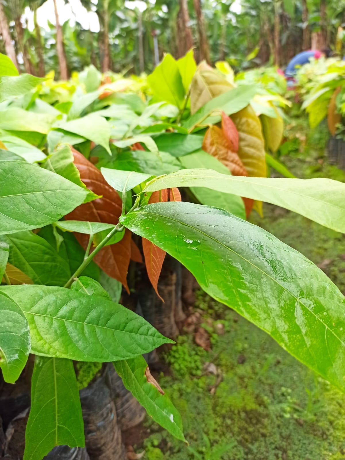Plantas de Cacao Injerto CCN 51 y Ramilla | Ventanas