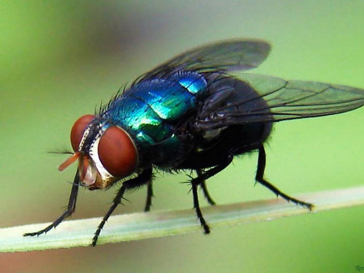 consultorio-el-ciclo-biol-gico-de-la-mosca-del-gusano-barrenador