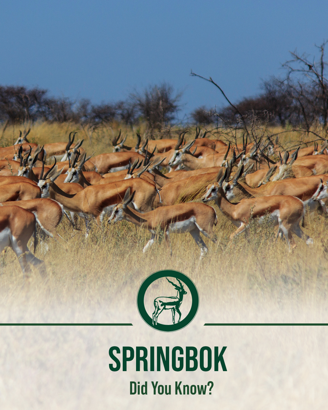 Exotic - Did you know? Springboks are primarily grazers, feeding mainly ...