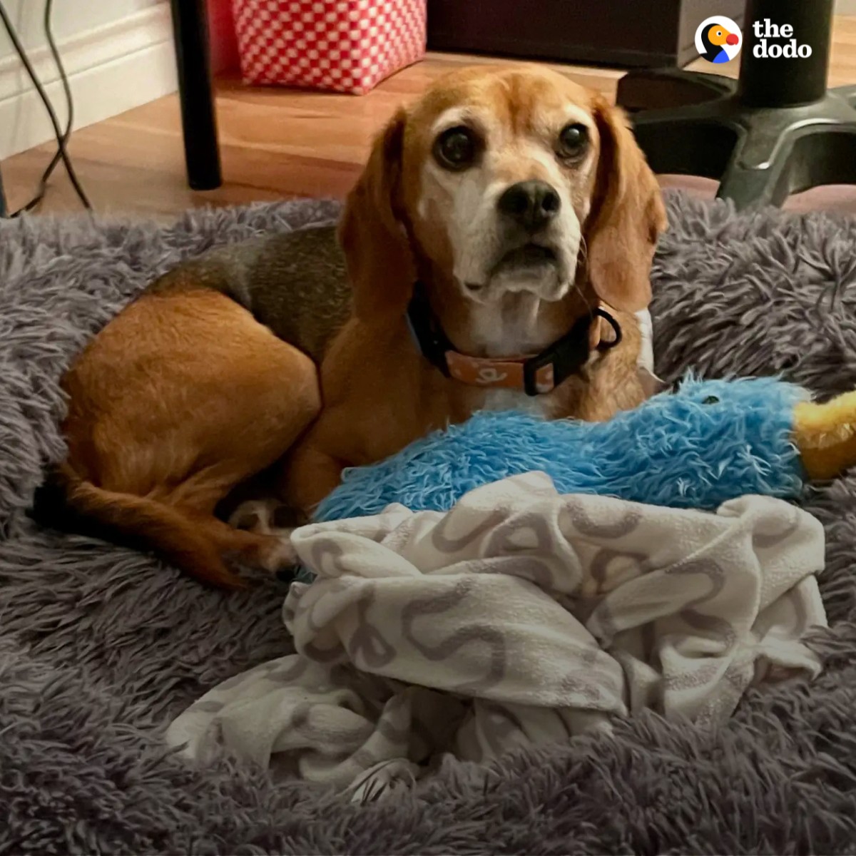 The Dodo - Barkley was rescued from a testing lab and just...