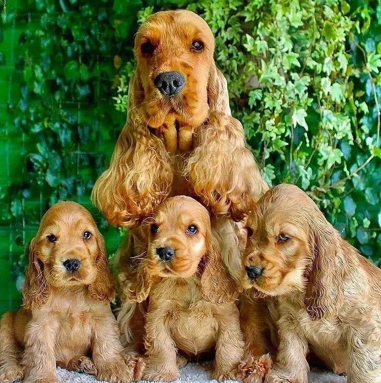 English Cocker Spaniel Puppies For Adoption And Rehoming
