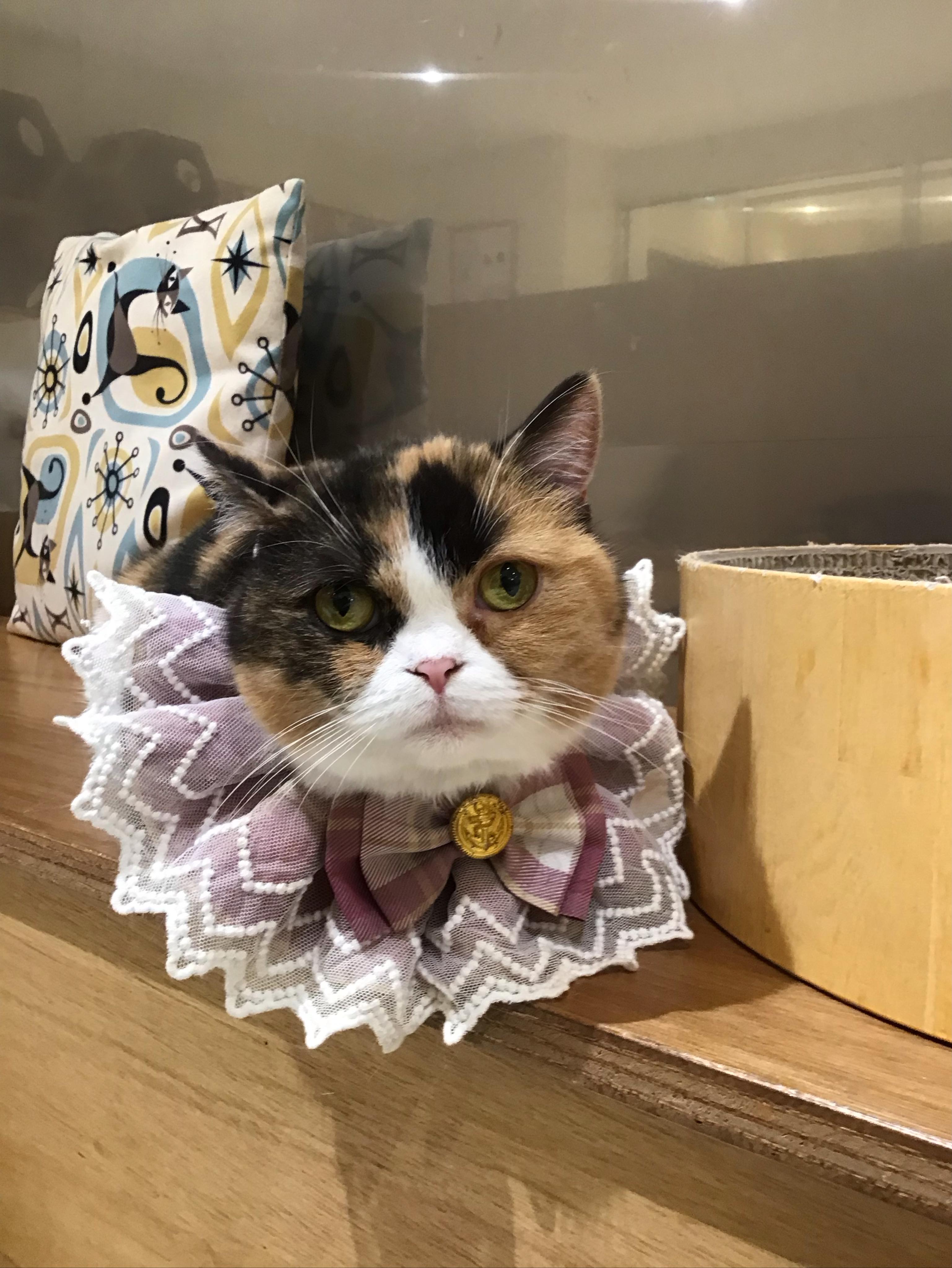 Cat Café MOFF 天王寺ミオ店 (@moff.mio.tennoji) • Facebook