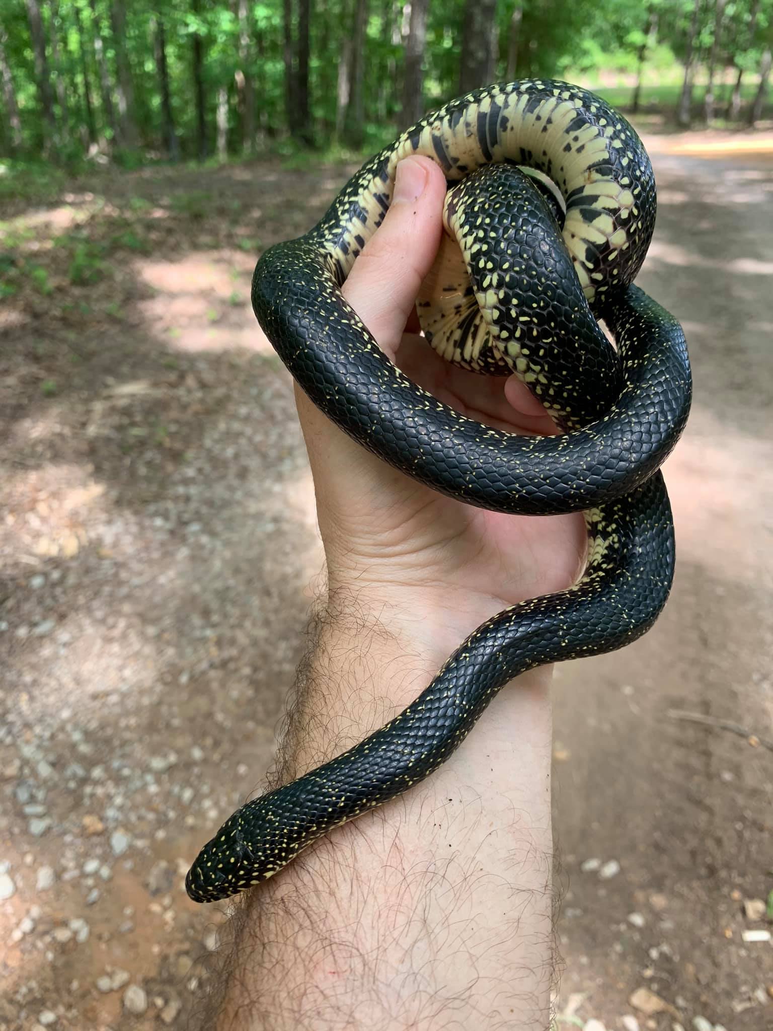 Eastern black king snake in Tennessee