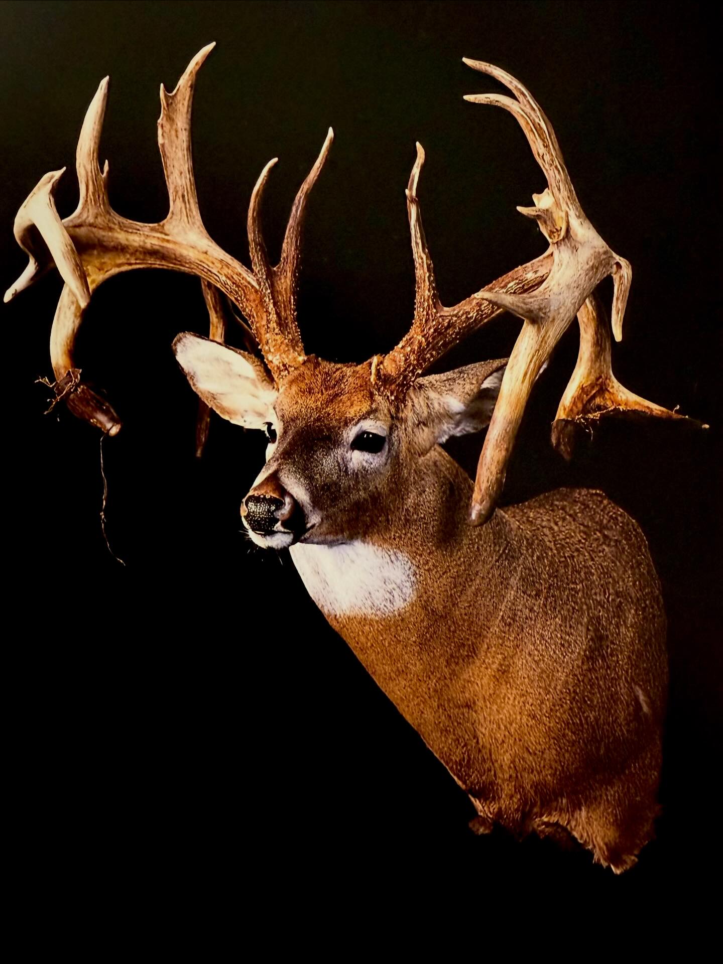 A5 激レア 廃盤 BUCKWILD diggin in the creates The Brian Bice buck from Illinois 1992! 256-1/8