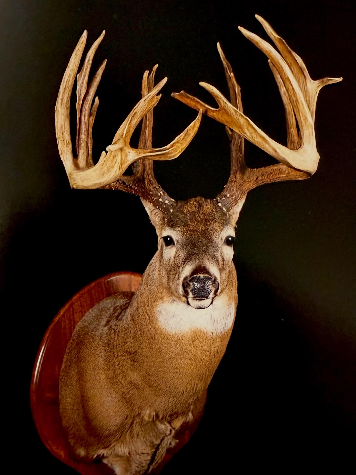 The David Klemn buck from Ohio 1980. 243-3/8