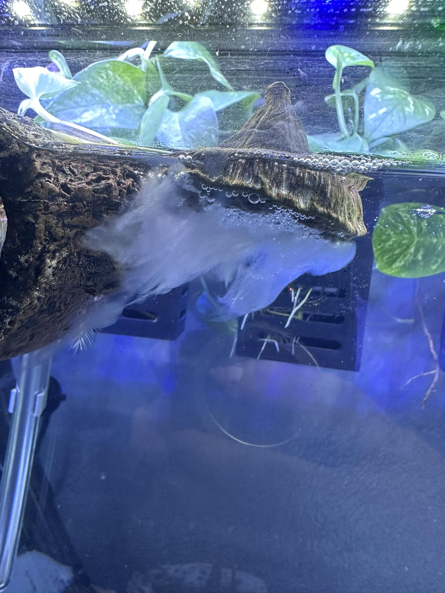 biofilm fish net Pawfly 4 Inch Aquarium with Braided Metal Handle Small Square Net with Soft Fine Mesh Sludge Food Residue Wastes Skimming Cleaning Net for Fish Tanks Small Koi Ponds and Youve never used an aquarium net like this before Is biofilm in fish tanks
