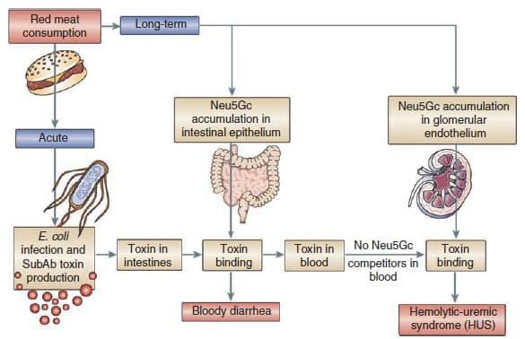สรุป Pathophysio 🌕 Jaundice 🌕... - Nakorn - Core Physiology