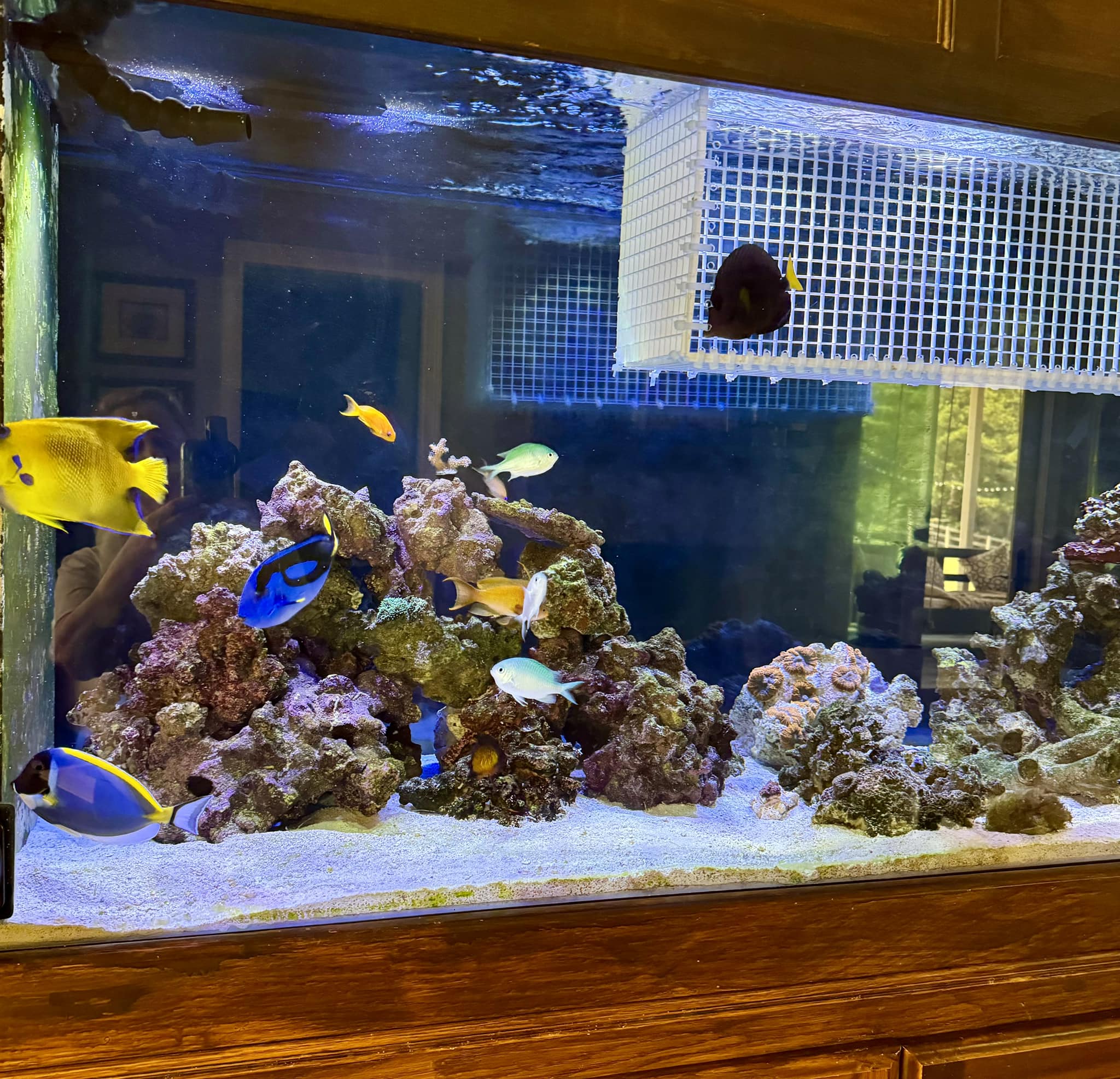 big fish acclimation box Magnetic Acrylic Anemone & Mushroom Also serves as an easy and safe way to acclimate new livestock(s) to an established aquarium Acclimation box reduces aggression |