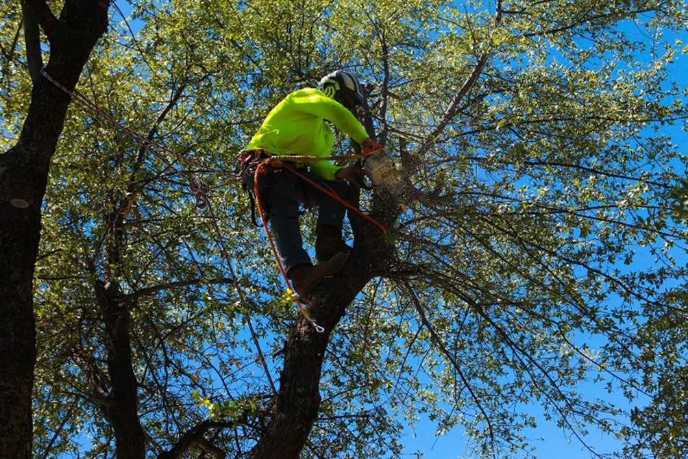 Zebra Tree Service | Prescott AZ
