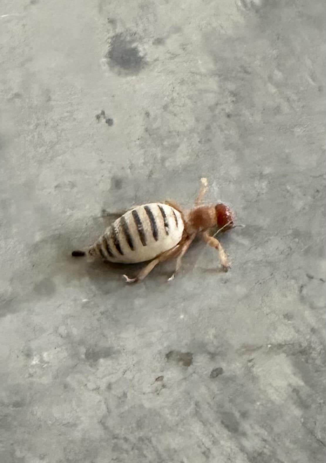 What insect is this inside my home in Incline Village?