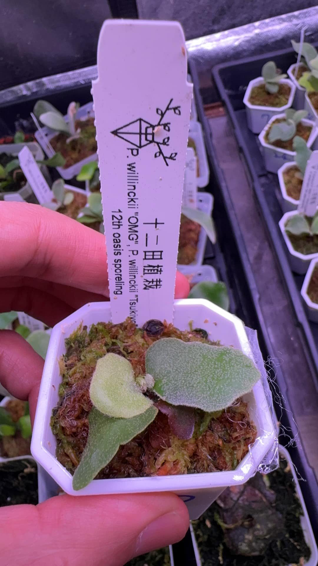 P. FSQ VP #2 x P. Griffin Mix spore【07】 ✓Platycerium Griffin X Pegasus ( New Mix Spore) ‼️with tag