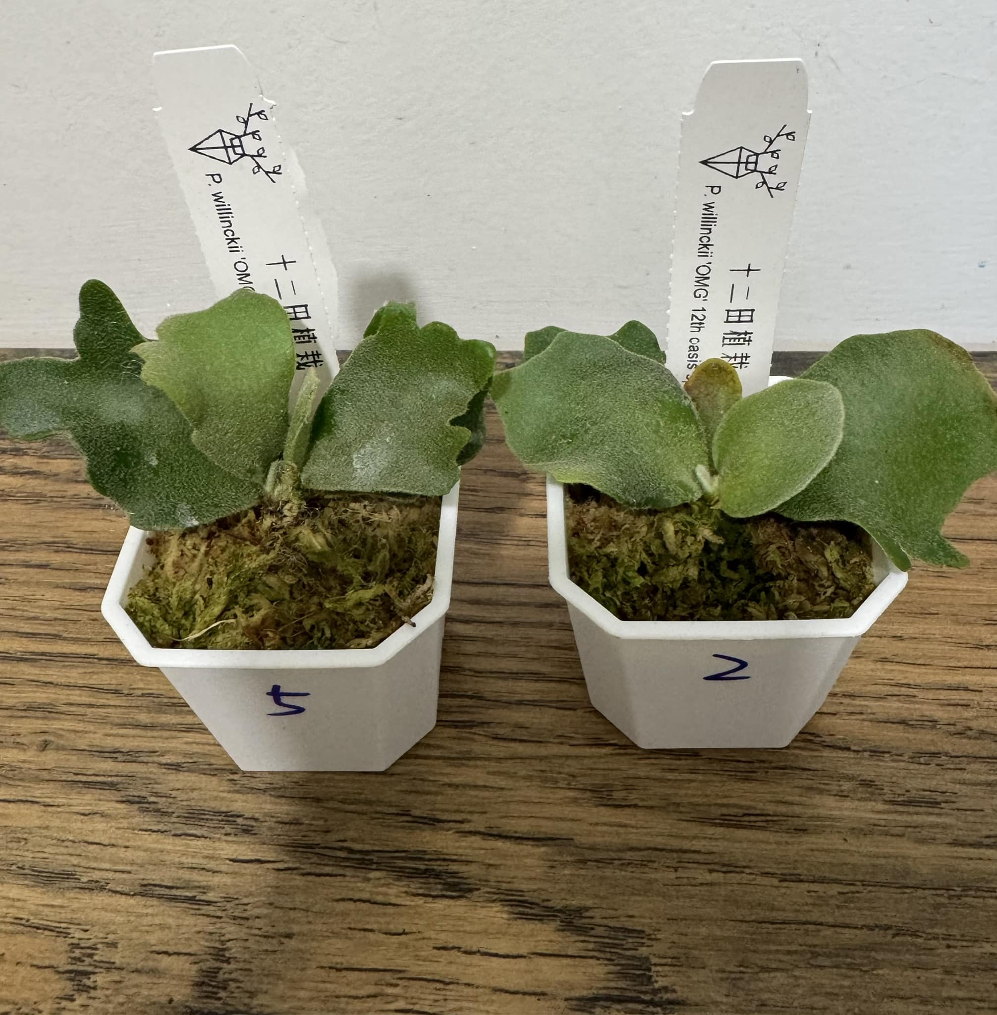 Platycerium willinckii 