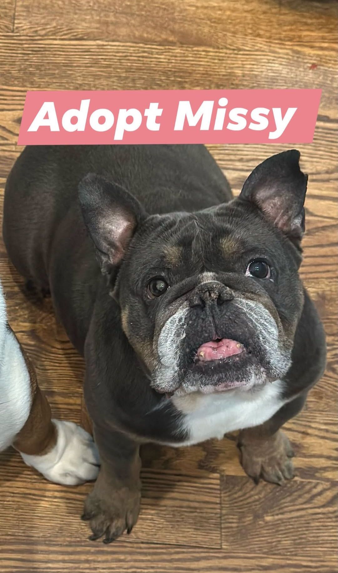 Meet Missy! 🐾 This sweet face comes packed with endless joy
