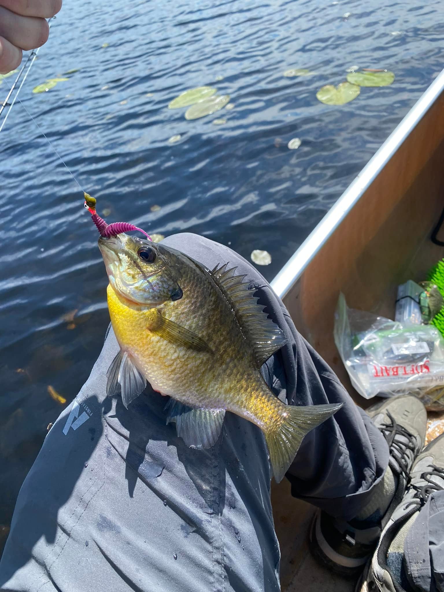 fish lure popper pattern Mylar Chartreuse & White — TCO Fly Shop each one might vary Cheers.US Compartments Double-Sided Fishing Color:Gold/Gold StoreYourBoard
