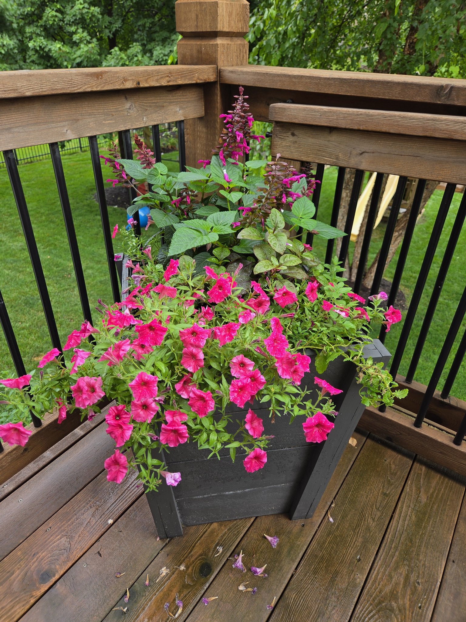 This container 😍 Luscious Berry Blend Lantana, Supertunia Tiara