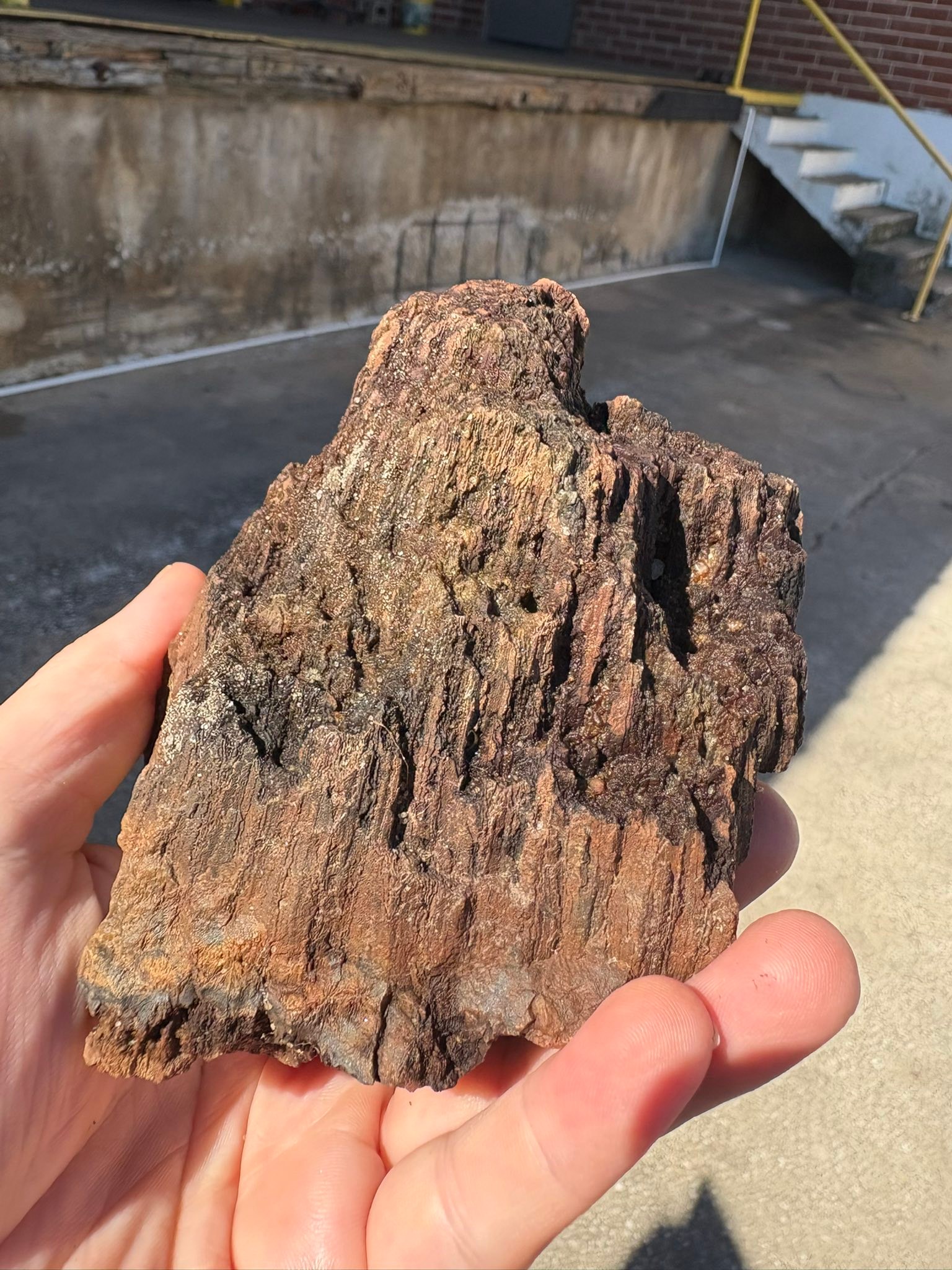 Is this fossilized coral from the Withlacoochee River?