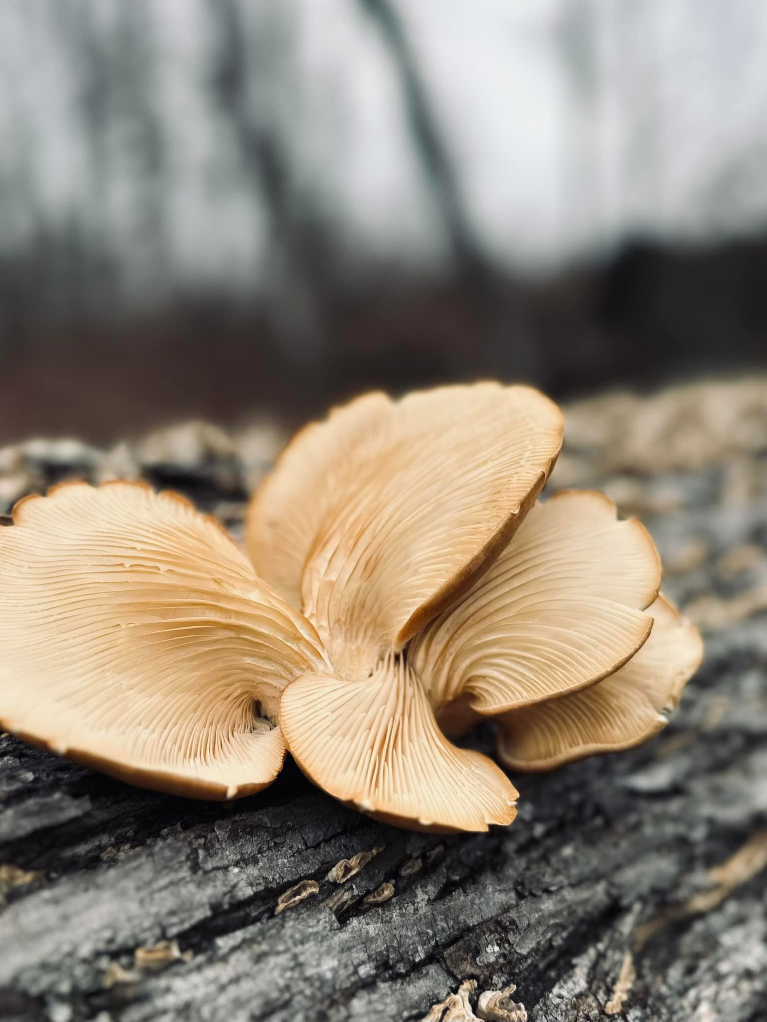 Platycerium White Mr Oat
