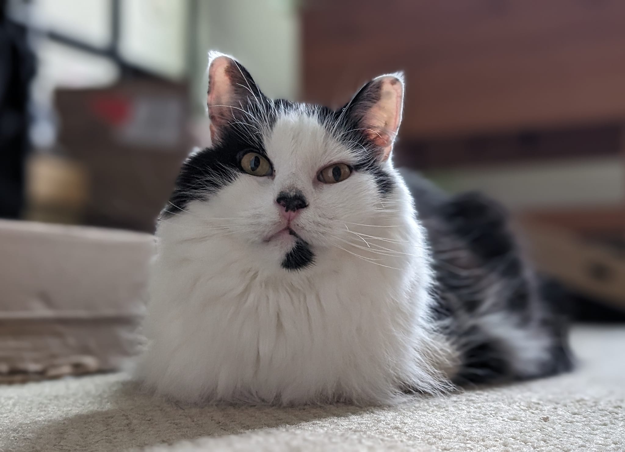 Meet Pollux, my adorable Highland cow cat