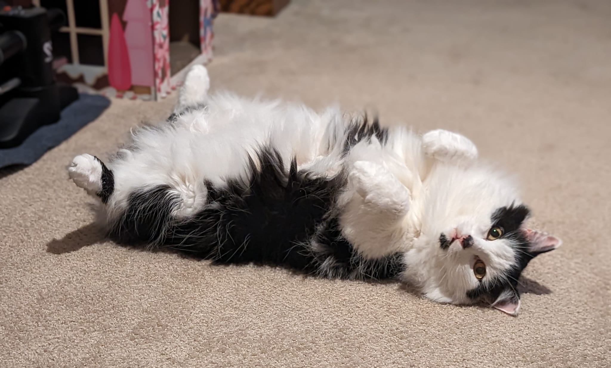 Meet Pollux, my adorable Highland cow cat