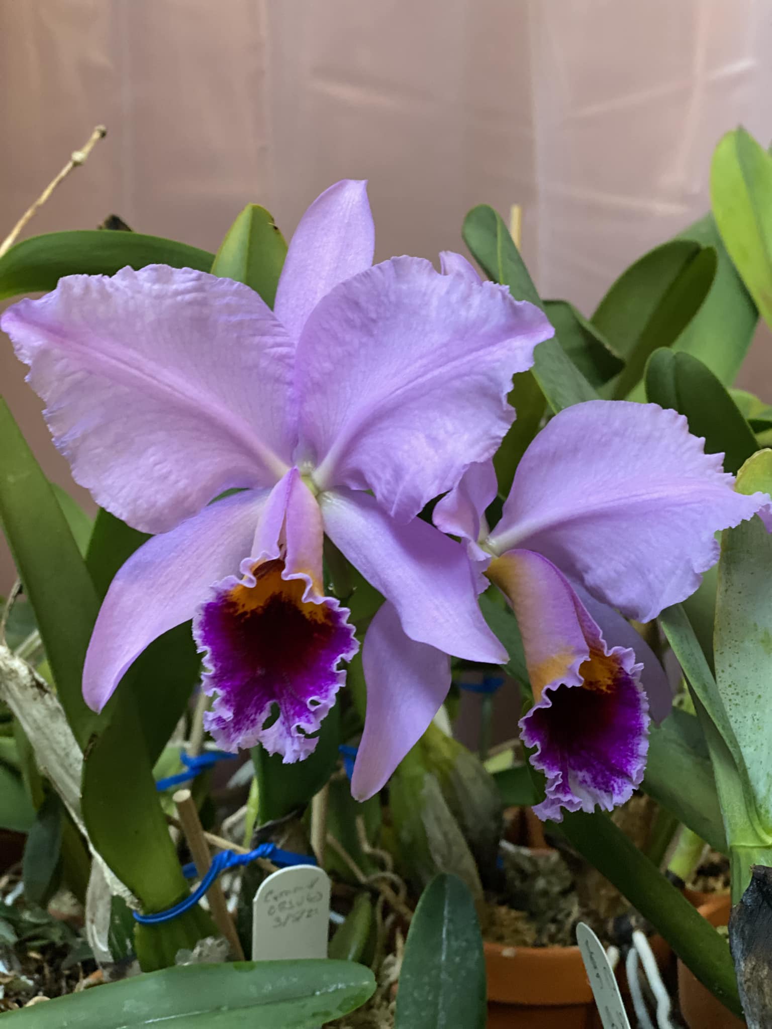 Cattleya percivaliana 'Summit' FCC/AOS holiday presentation