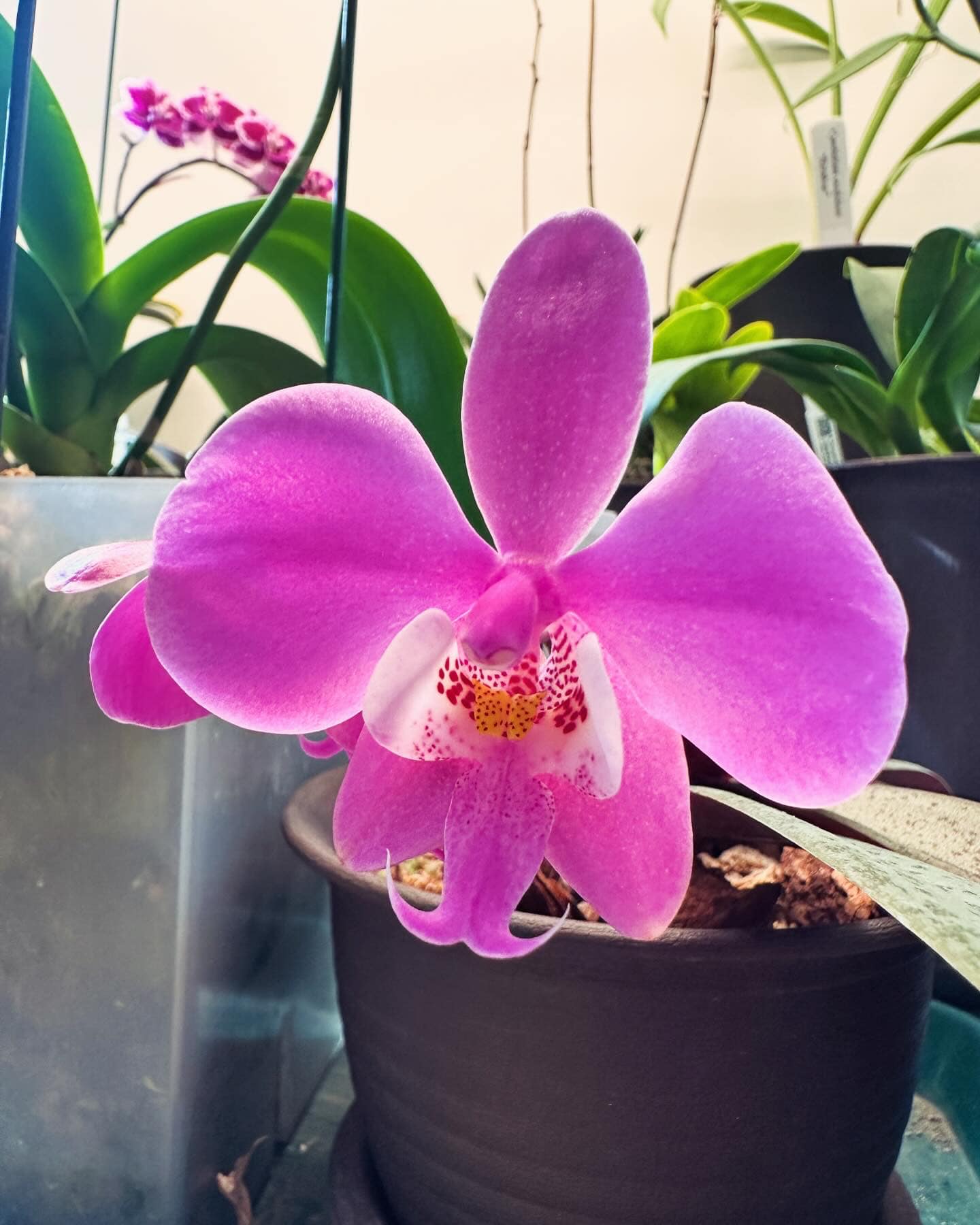 What is the origin of this unique Phal. schilleriana orchid?